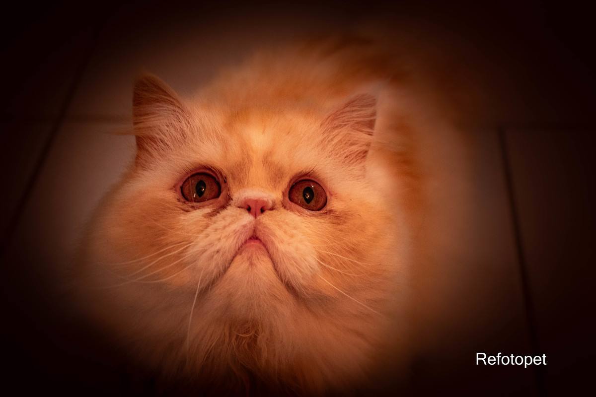 foto gato persa