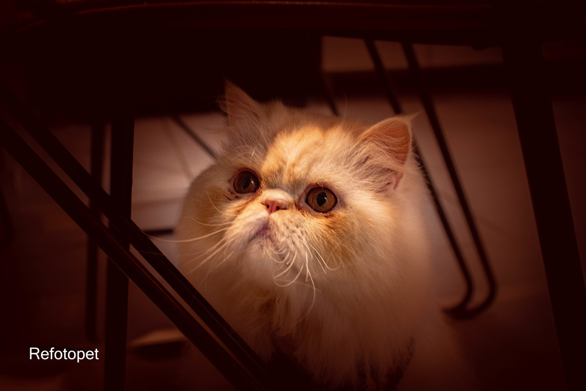ensaio felino
