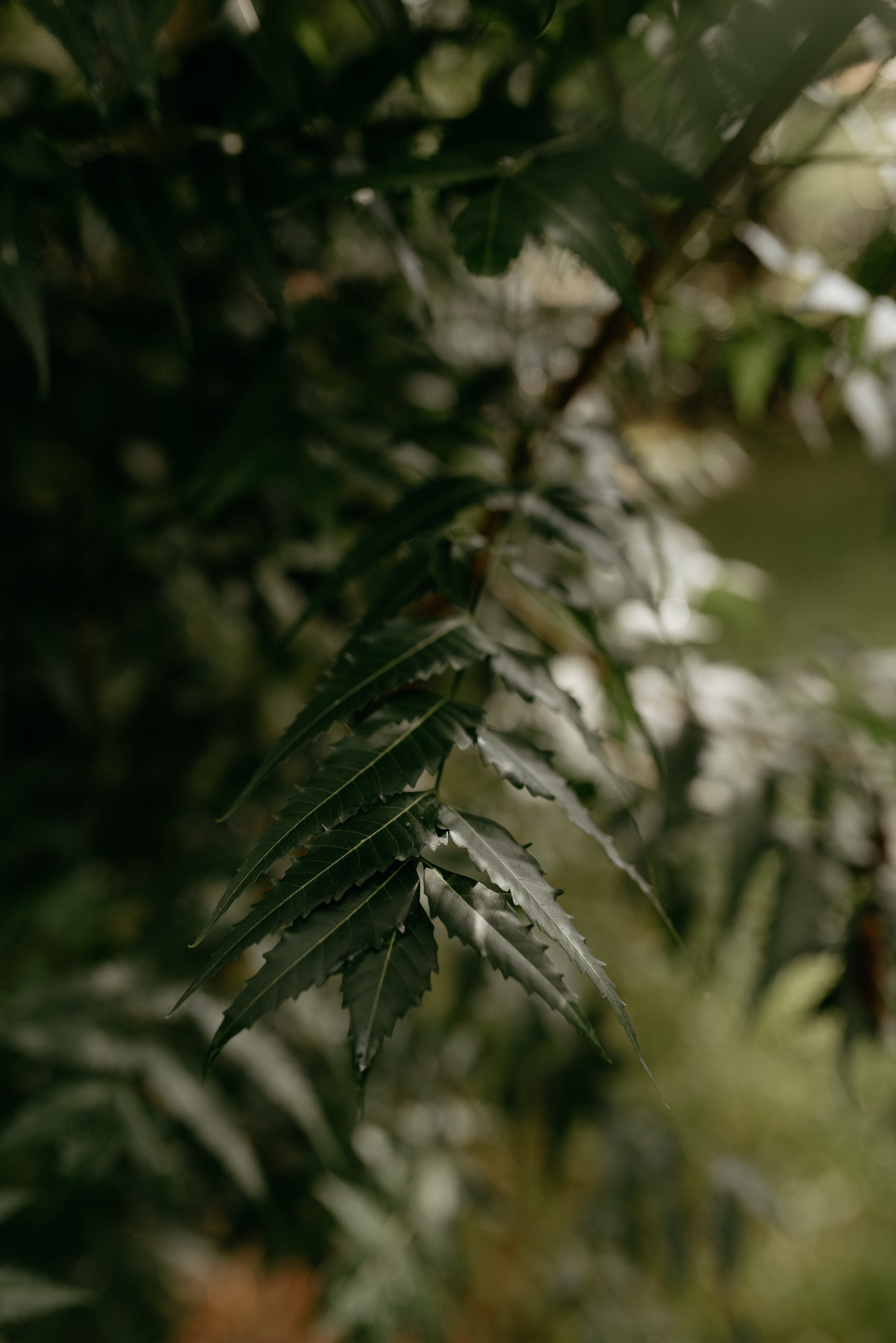 Casamento Nublado - Granja Vitoria - Casamentos em João Pessoa - Casamento no campo - Fotografos de Casamentos na paraiba - fotografo casamento nivel brasil - Destination Wedding - Melhor fotografo de João Pessoa e Santa Rita - PB - Noivas