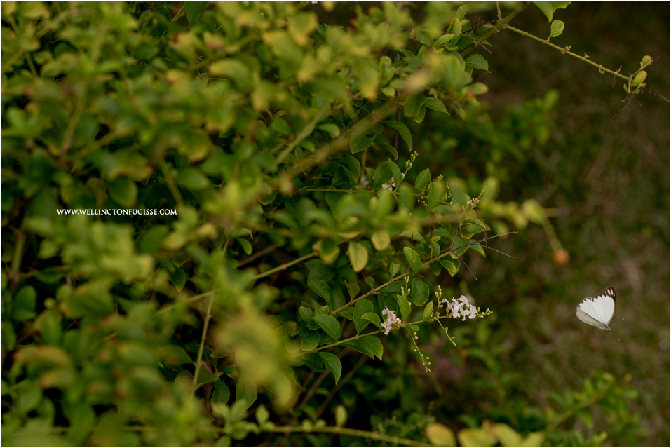 noiva, casamento, decoração casamento, ensaio de casamento, dicas de casamento, dicas para noivas, fotógrafos de casamento, melhores fotos de casamento, melhores fotografias de casamento, melhores fotos noiva, casamentos natal, casame