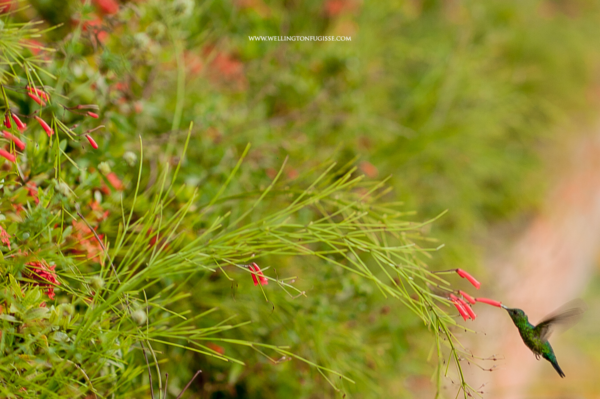 melhores fotografos casamento natal, melhores fotos de casamento, melhores fotos de casamento em natal, casamento no campo, fotografia, ensaio de noivos