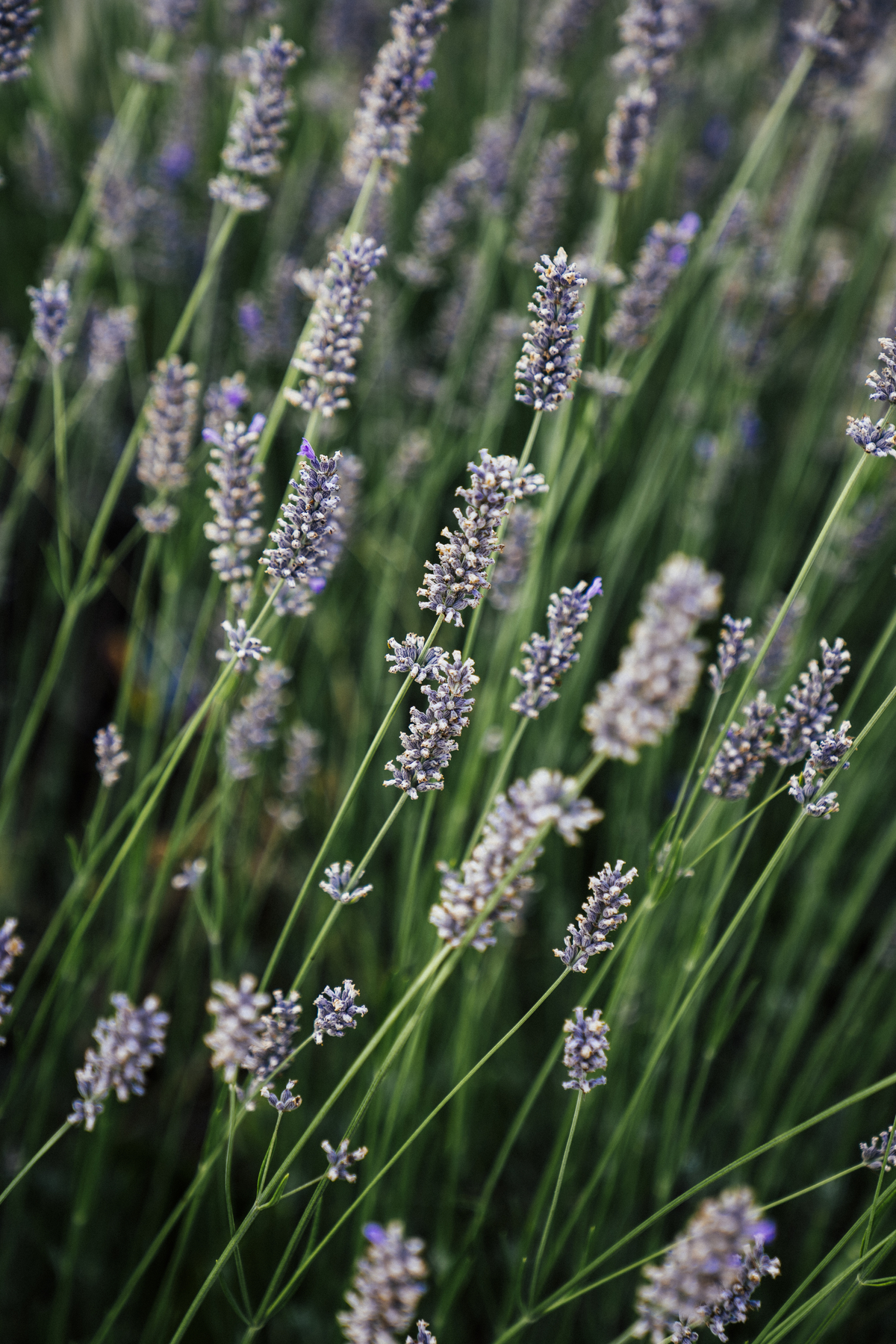 fotografia,fotografo,porto,sessão solteiros,vale da corga,portugal, porto, guccie,valentino,heldercoutophoto,helder couto fotografo, wedding, inspiration,espanha,frança,lisboa,bear,amor,felicidade,prada,luxo,sessão,engagement,alboom,quinta da pacheca, 