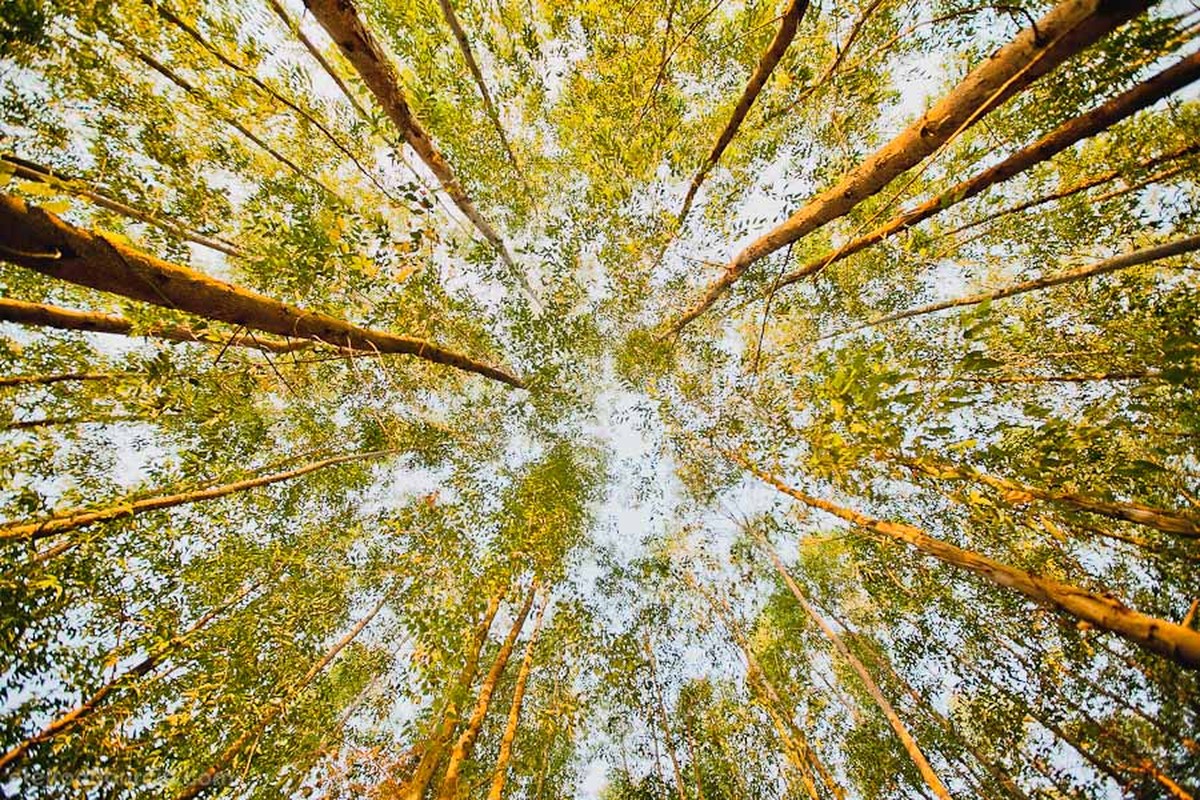 E-session | Camila e William | Holambra – SP