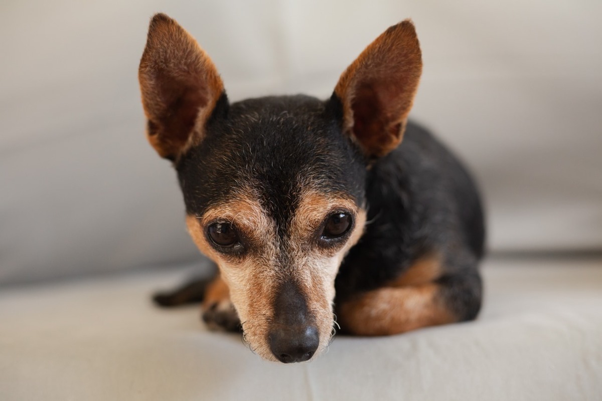 Garrincha confortável no sofá