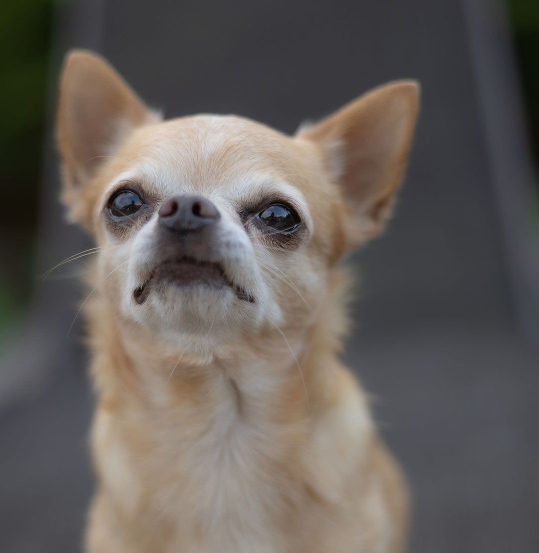 Tico