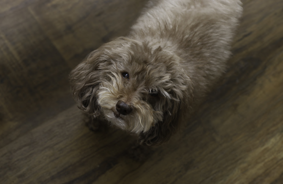 Como resistir à esse olhar?