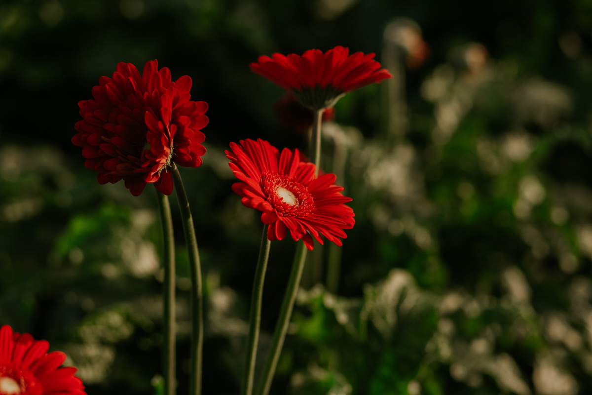Ensaio pré casamento, ensaio externo, foto de casais, ensaio de casais, fotografo mogi guaçu, fotografo campinas, fotografo interior de sao paulo, rafael serra, rafael serra fotografo, rafael serra fotografia e cinema