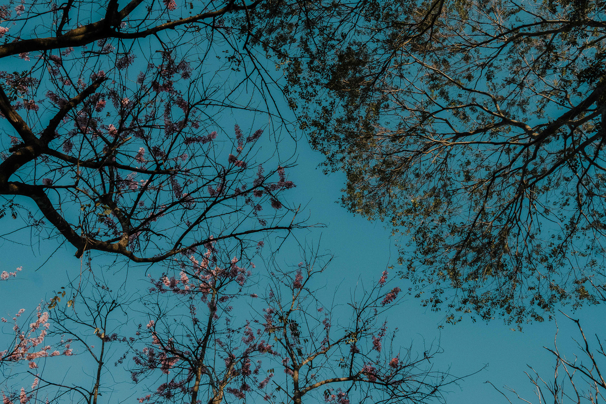 fotografia de caamento, casamento simone e cesar, casorio simone e cesar, rafael serra fotografia e cinema, rafael serra fotografo mogi guaçu, casamento de dia, casamento externo ao ar livre, floriada holambra