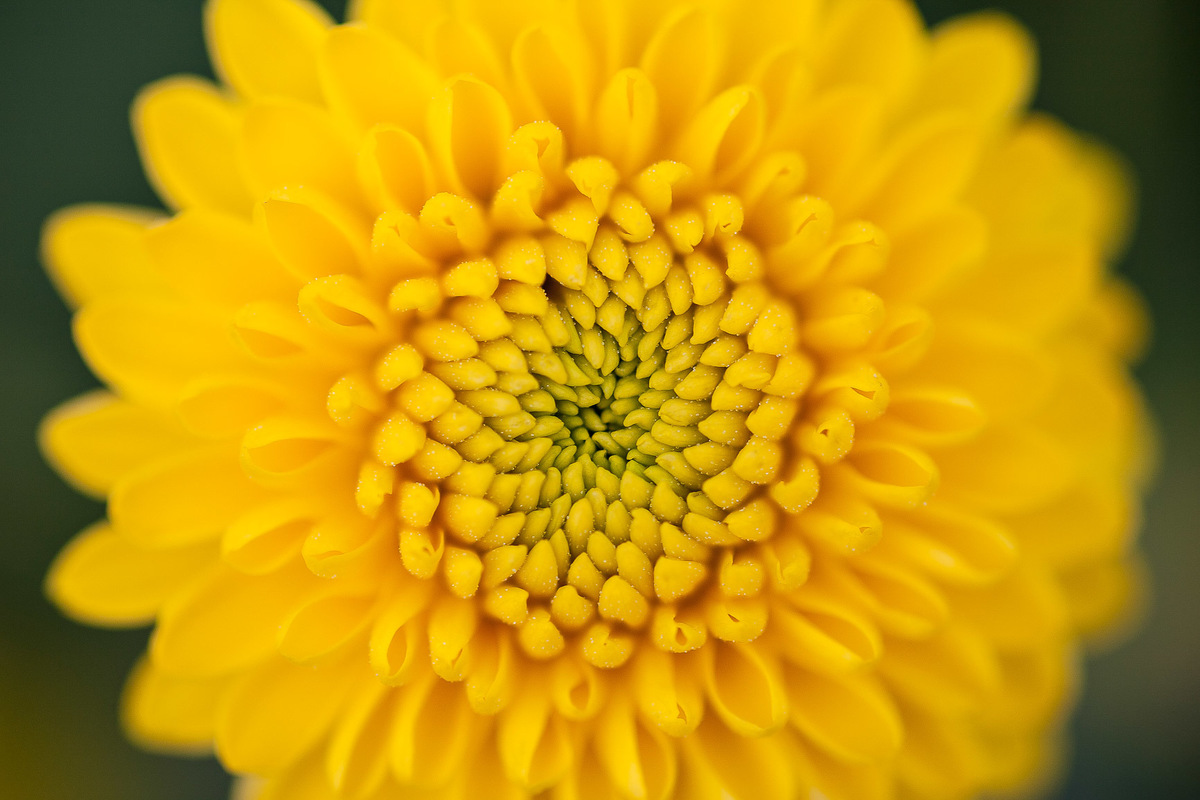 flor amarela margarida