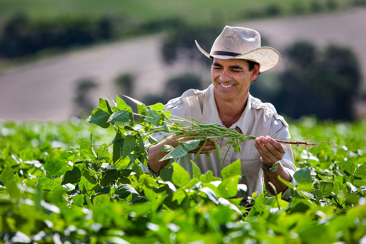 agricultor feijão lavoura campo cultivo defensivo agrícola olhando plantação BASF