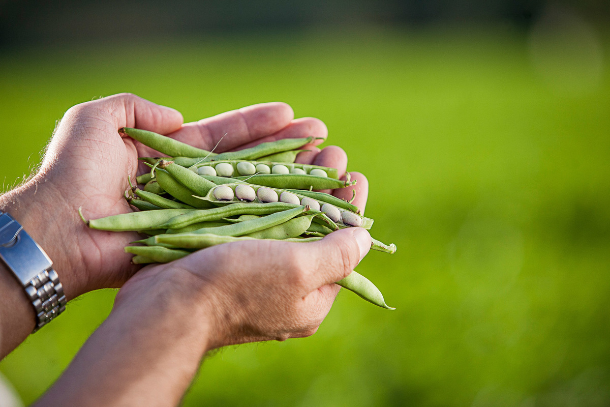 agricultor feijão lavoura campo cultivo defensivo agrícola vagens mãos lavrador fazendeiro