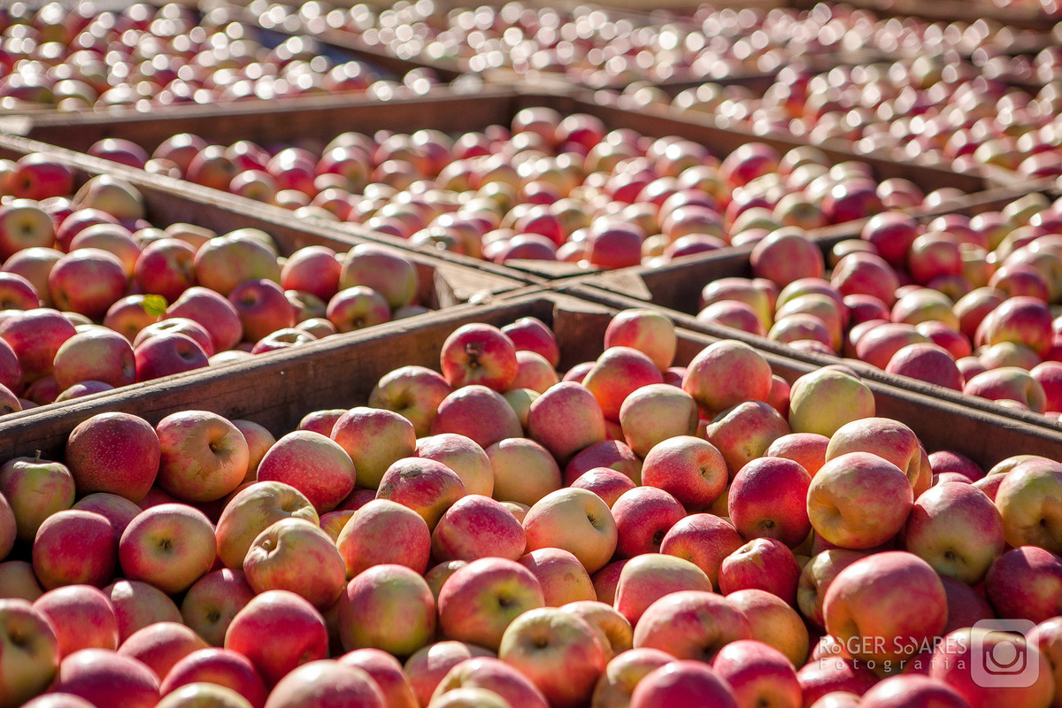 caixas de maçãs sol manhã nascer vermelhas