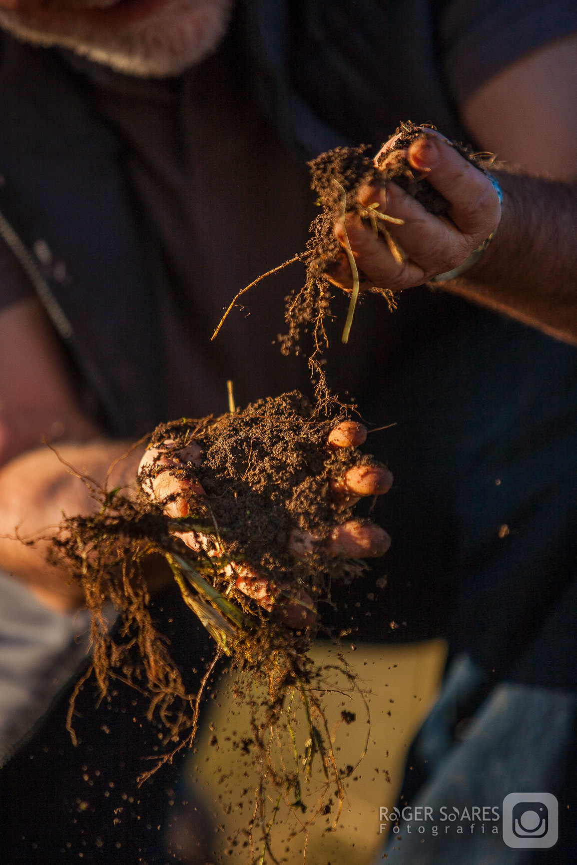 raizes terra mãos toque sentindo calor vida