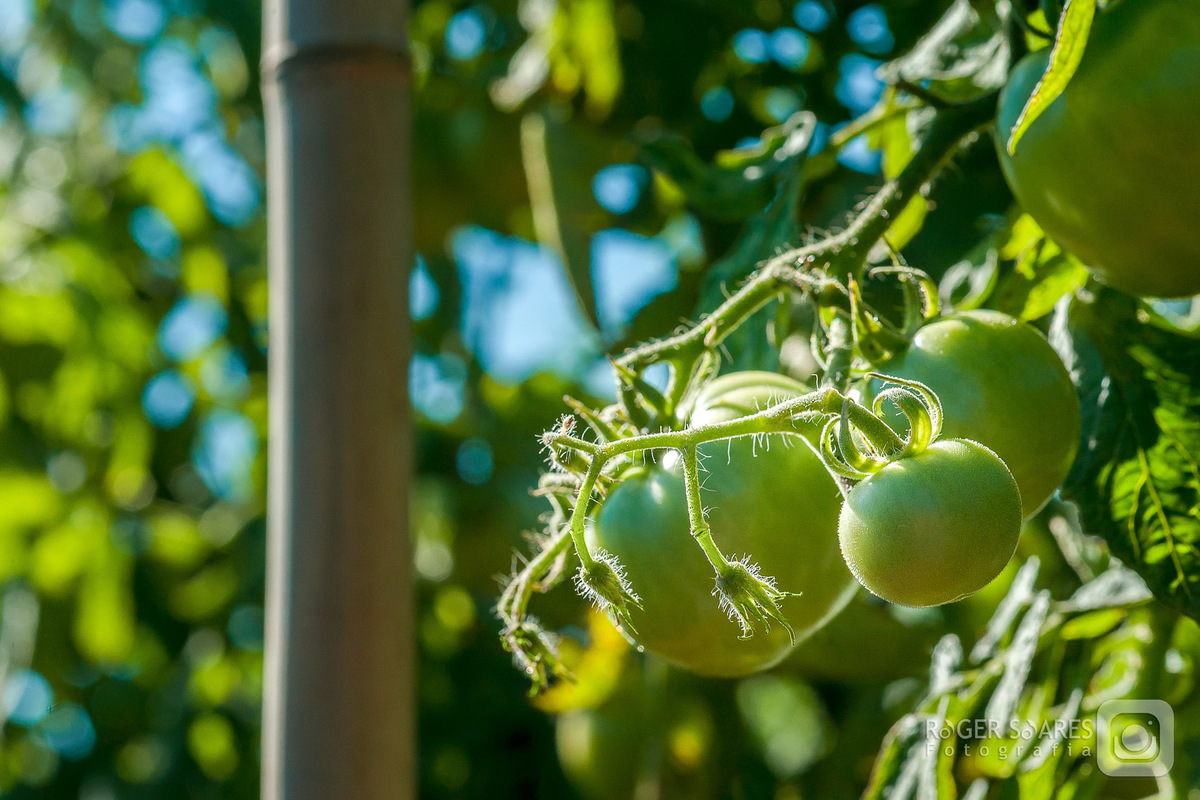 pés de tomates verdes galhos lavoura