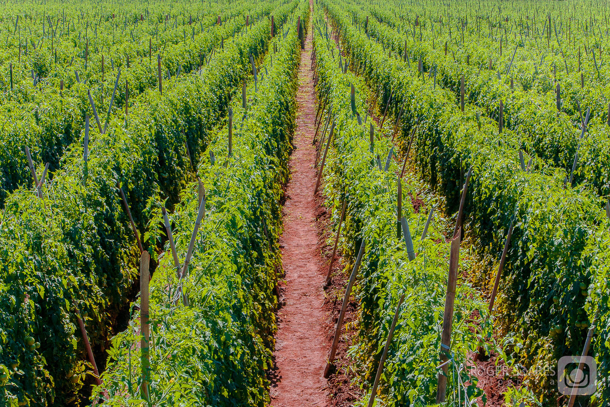 paisagem plantação horizonte