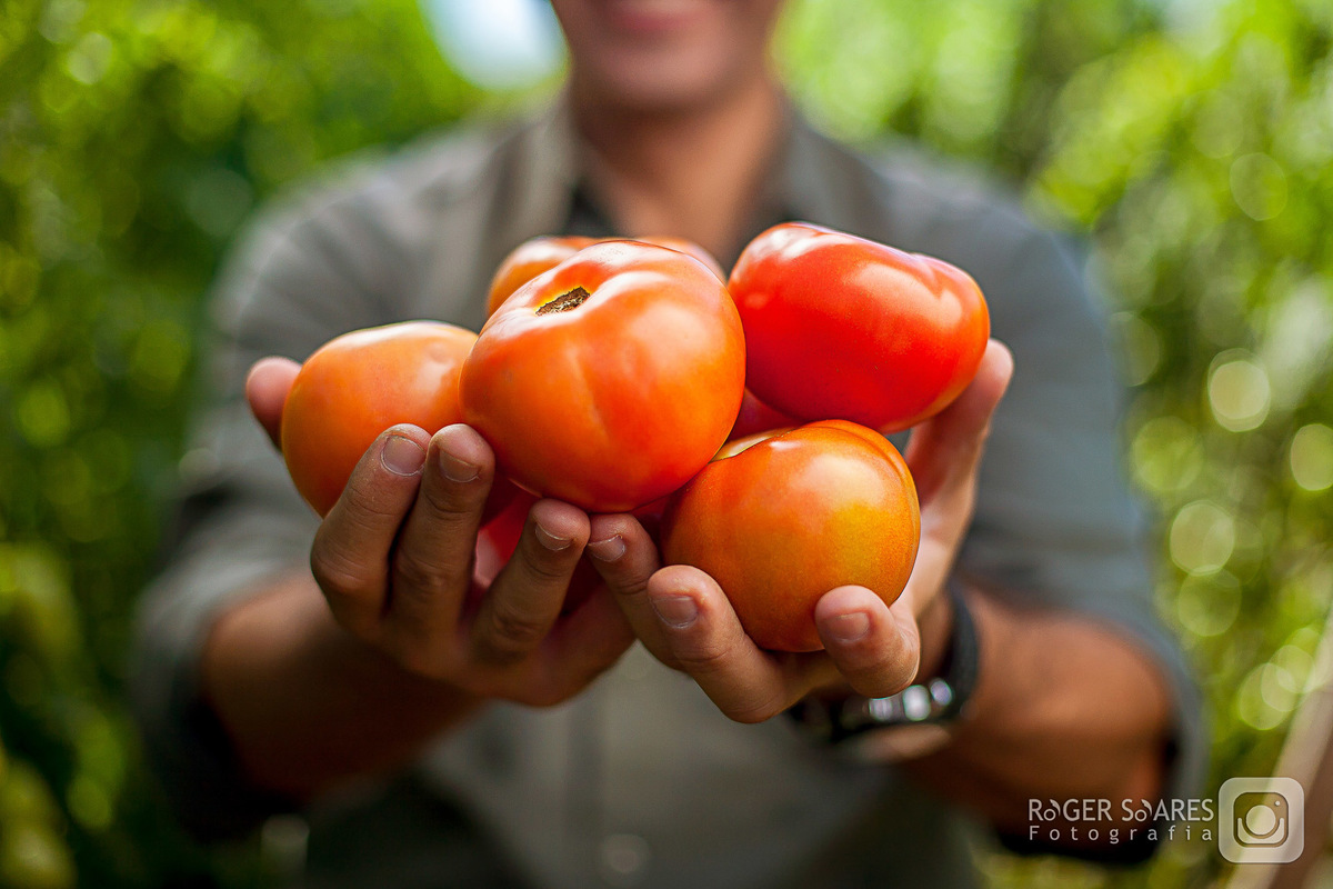 tomates vermelhos mãos homem da terra plantação cultivo 