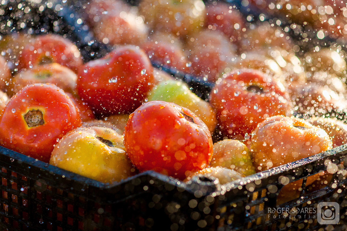 tomates molhado água chuva natureza vida cestos