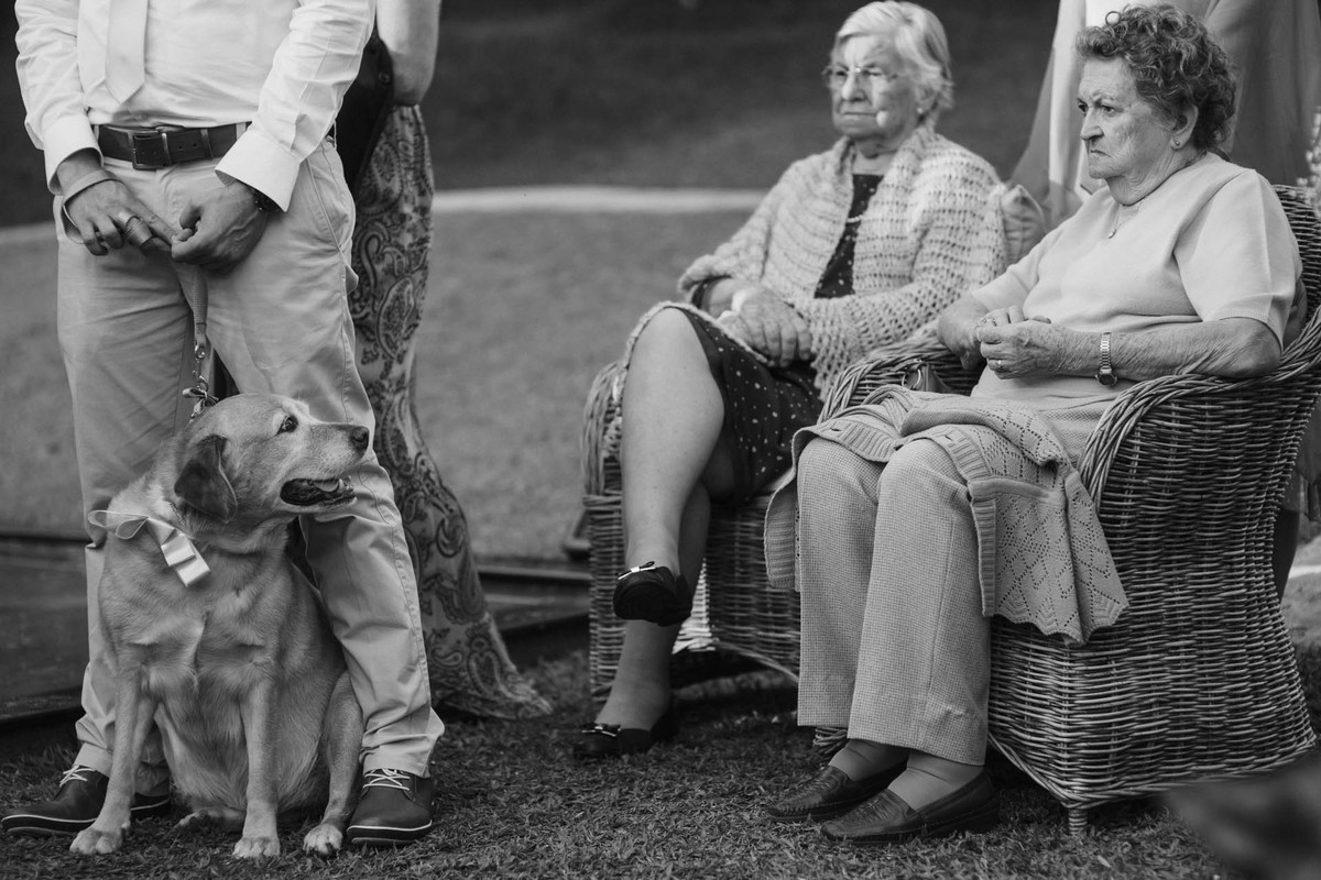 Casamento Lívia e Fernando, Campinas - SP, Quinta das Bromélias, labrador zara