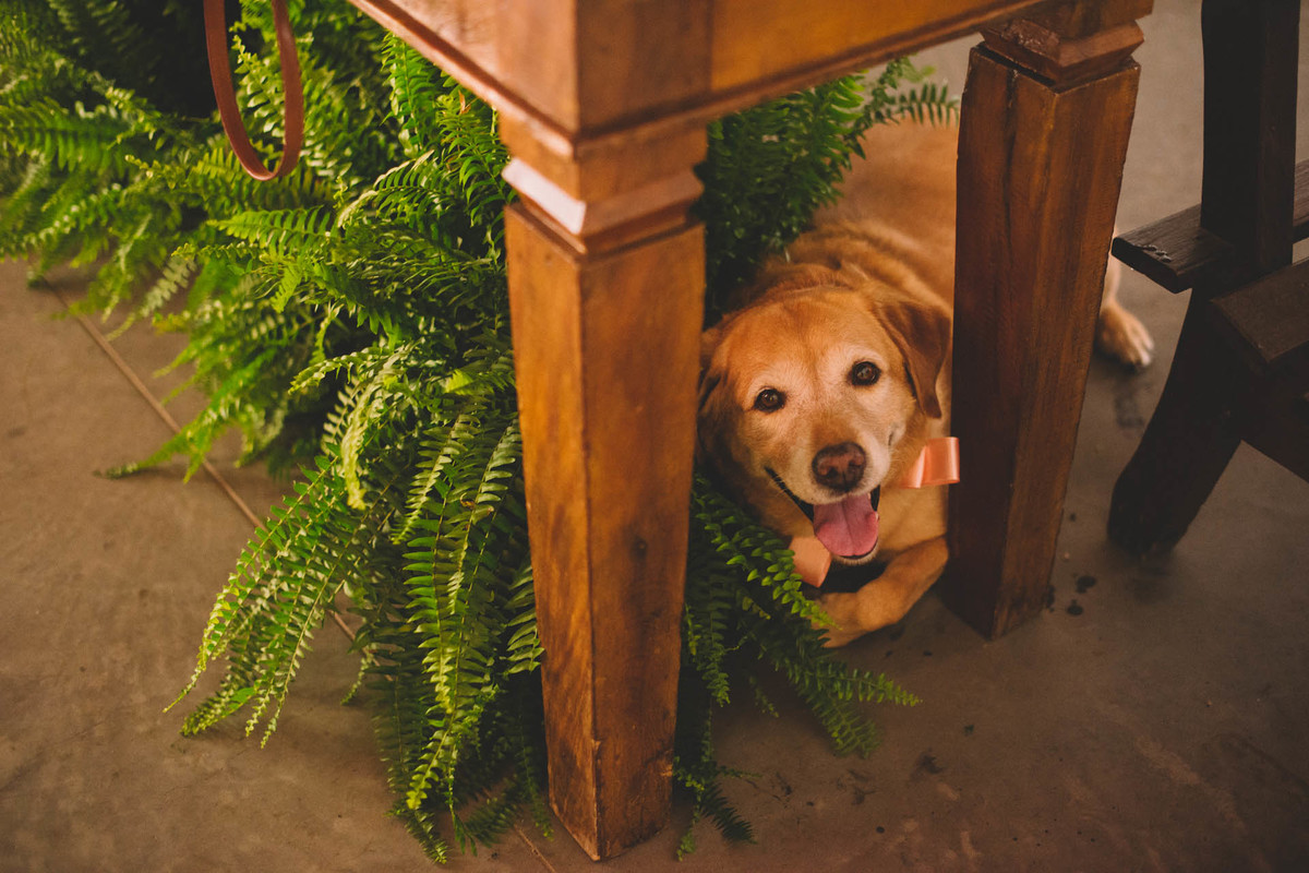 Casamento Lívia e Fernando, Campinas - SP, Quinta das Bromélias, zara, labrador