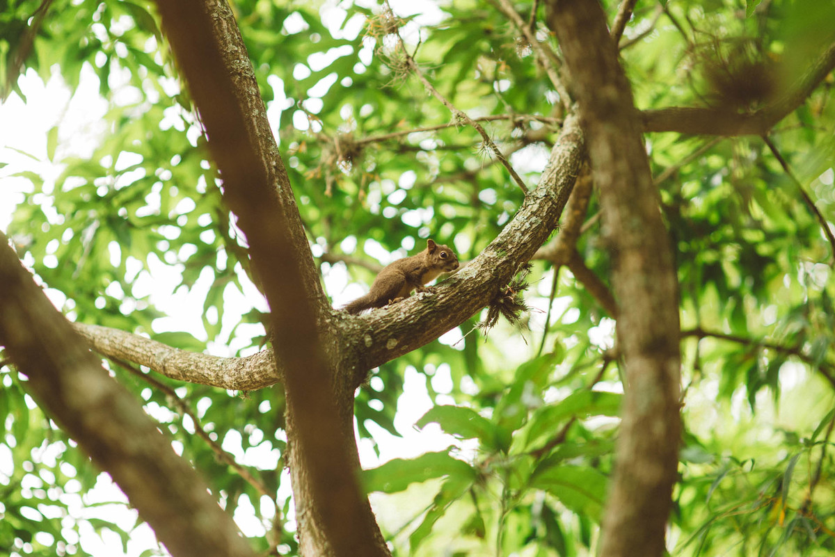 gisele e rafael, casamento gisele e rafael, ensaio gisele e rafael, esession, ensaio pré casamento, pré casamento, e-session, guilherme pontes, guilhermepontes, camila pontes, camilapontes, vinhedo, casamento vinhedo, casando vinhedo, fot&oa