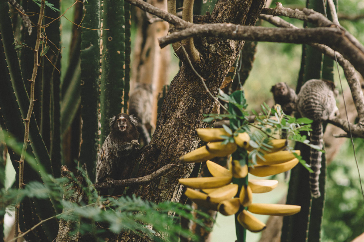 casamento tatiana e guilherme, tatiana e guilherme, tati e gui, wedding, guilherme pontes, guilhermepontes, camila pontes, camilapontes, bouquet garni, bouquetgarni, casamento bouquet garni, casamento campinas, fotógrafo campinas, mini wedding camp