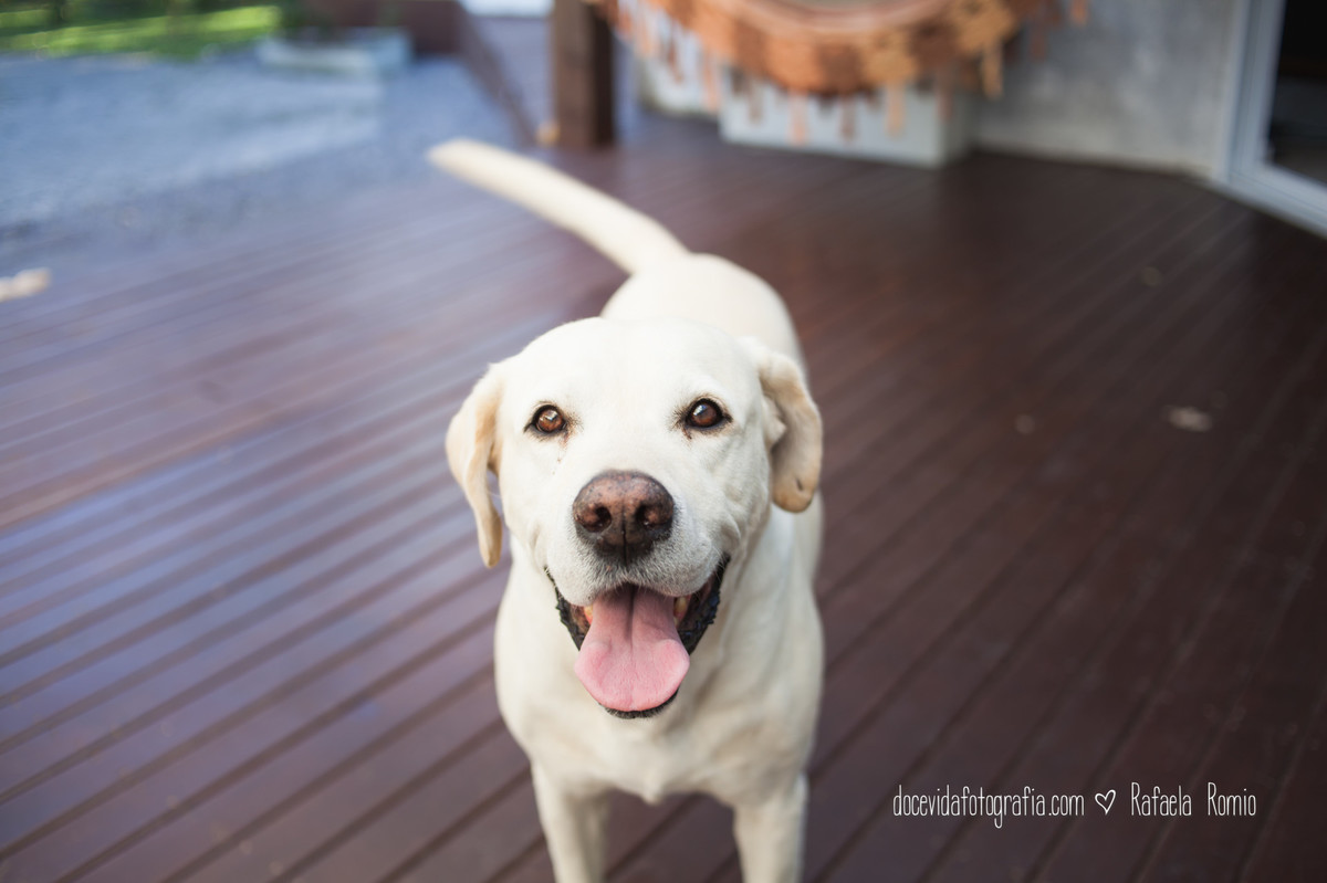 FOTOGRAFIA ENSAIO GESTANTE CAXIAS DO SUL
