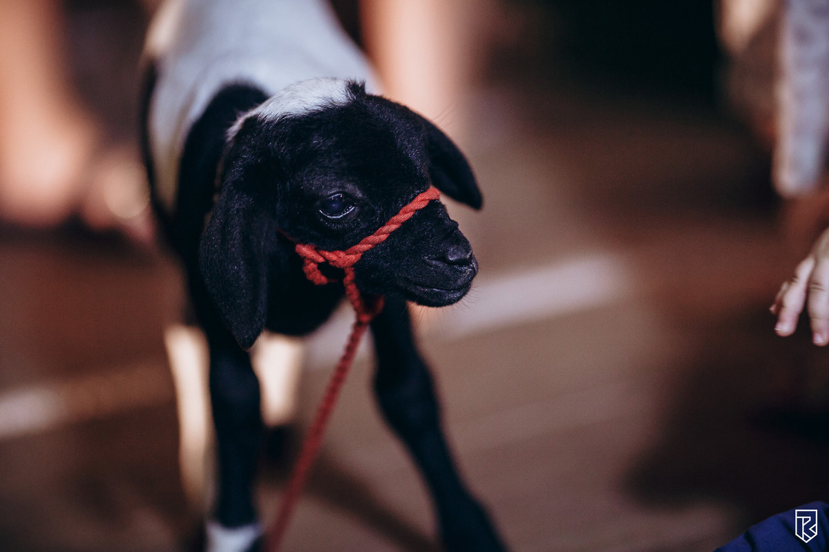 cobertura-de-festa-infantil-fortaleza-ceara-ricardo-lima-fotografo-decoração-infantil-buffet-tema-aviões-inspiração