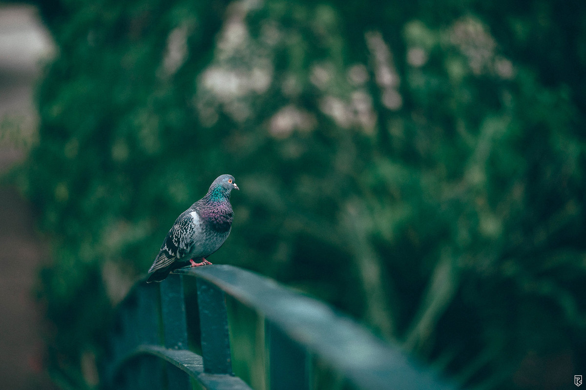 ensaio-casal-parque-ibirapuera-são-paul-ricardo-lima-fotografo-de-casamento