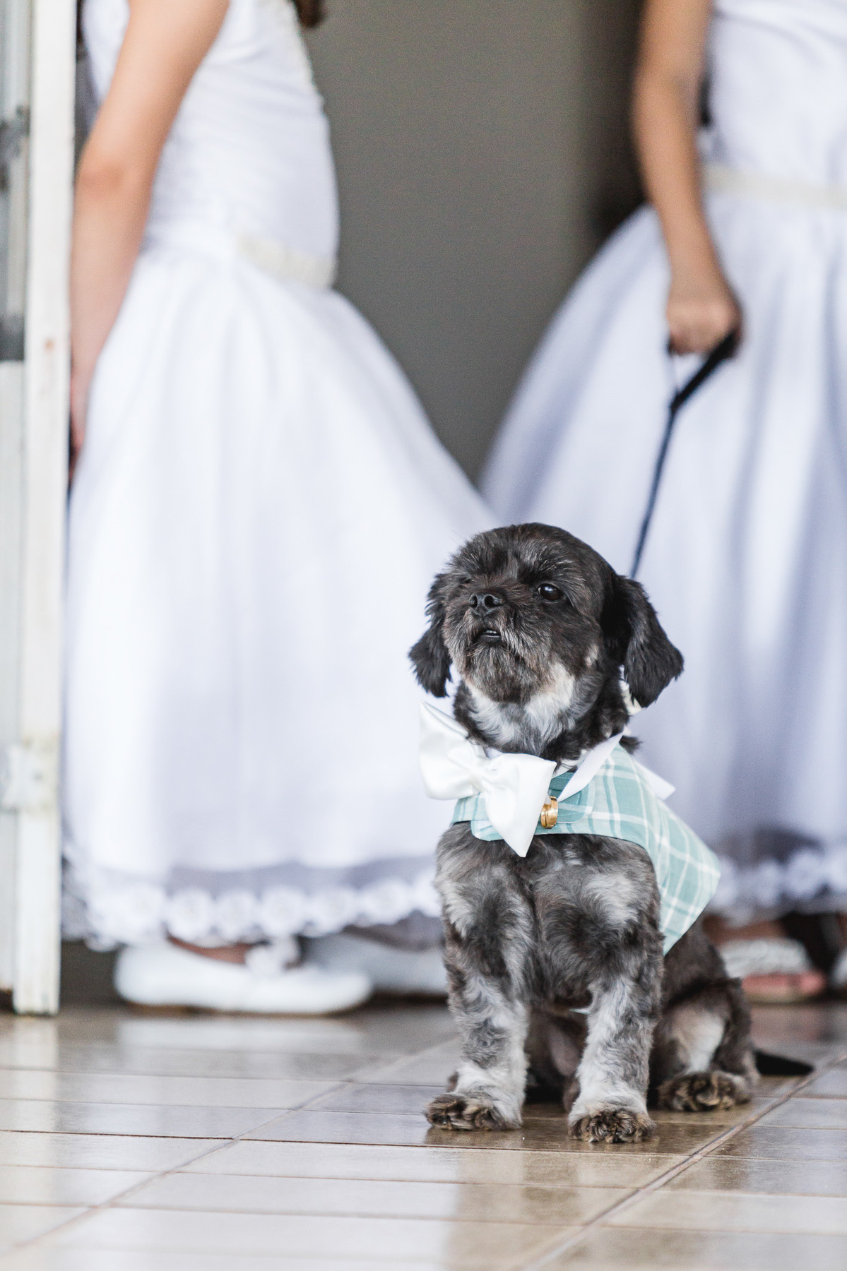 Pet Cachorro casamento