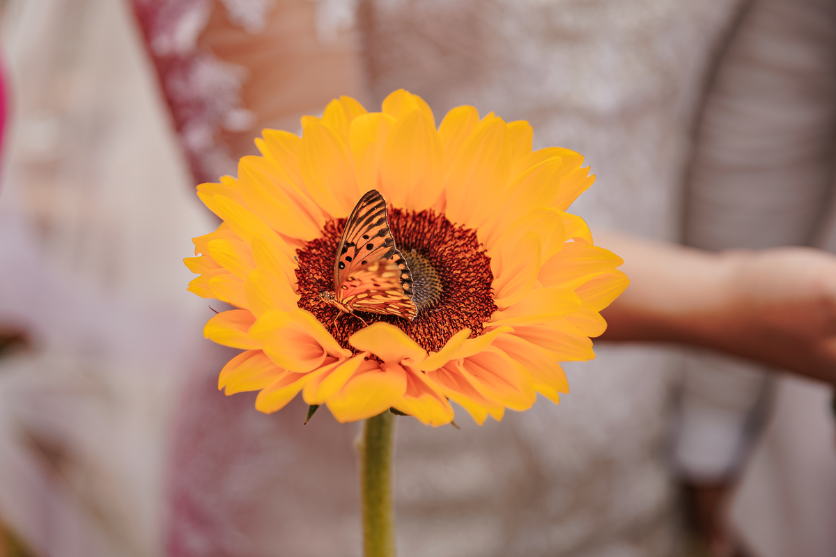 Cerimônia Casamento ao ar livre em Praia Grande - Serra Catarinense