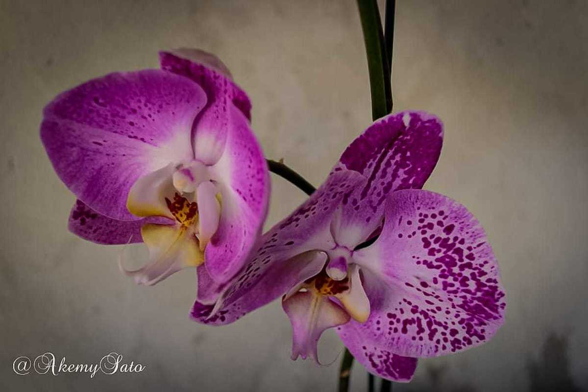 Edited image 3: Camera Nikon
f/4.2
ISO: 100
Focal length: 26 mm
exposure: 1/25
No flash
app edition: Lightroom