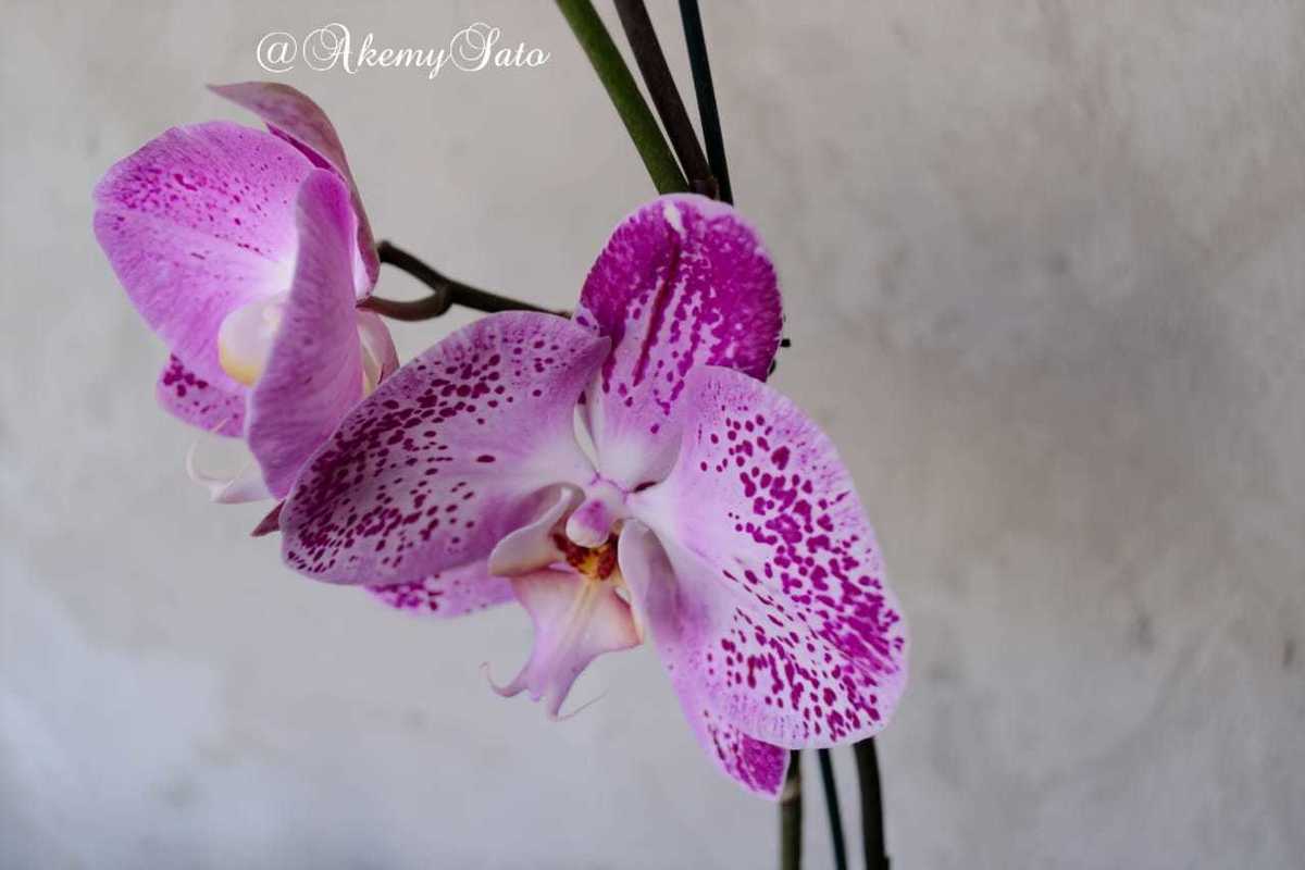 Edited image 2 :Camera Nikon
f/4.2
ISO: 100
Focal length: 26 mm
exposure: 1/30
No flash
app edition: Snapseed