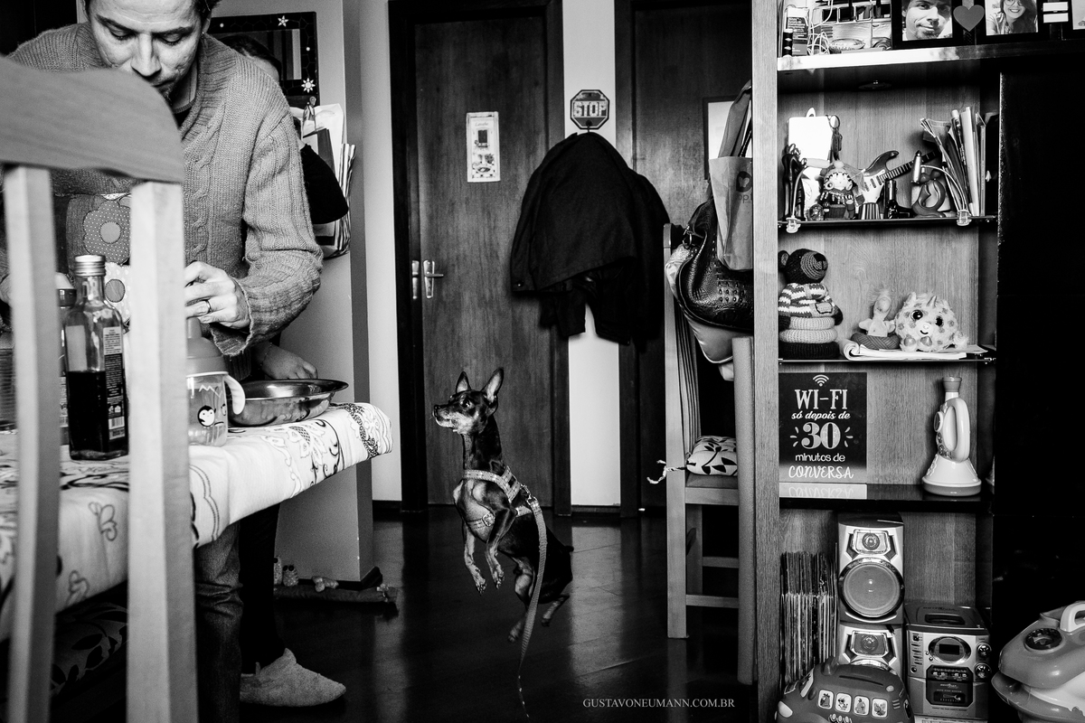 Cachorro pulando para pegar comida