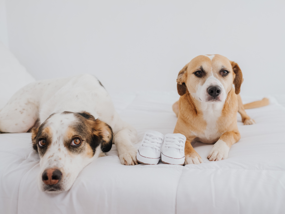 Sessão de Grávida - Sessão de Família - Um novo amor - Um novo ser  - Bebé Lindo - Amor - Amizade 