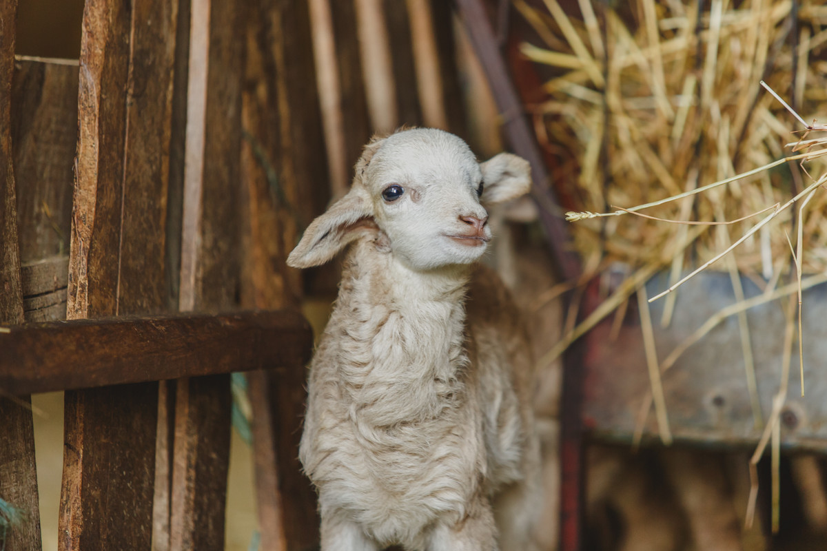O Sonho de ser Pastor // Mogadouro