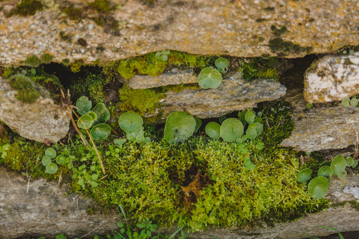 O Sonho de ser Pastor // Mogadouro