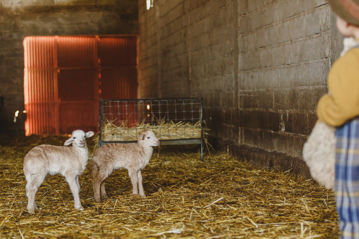 O Sonho de ser Pastor // Mogadouro