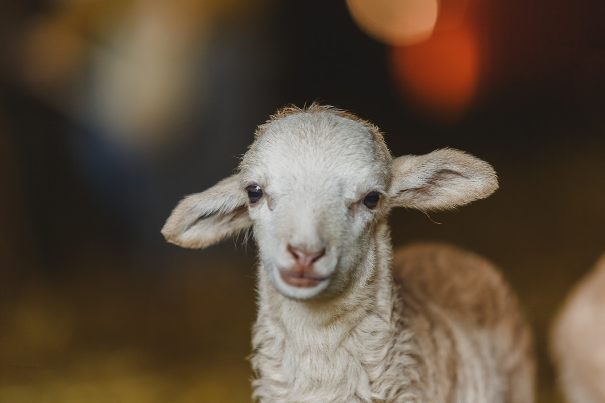 O Sonho de ser Pastor // Mogadouro