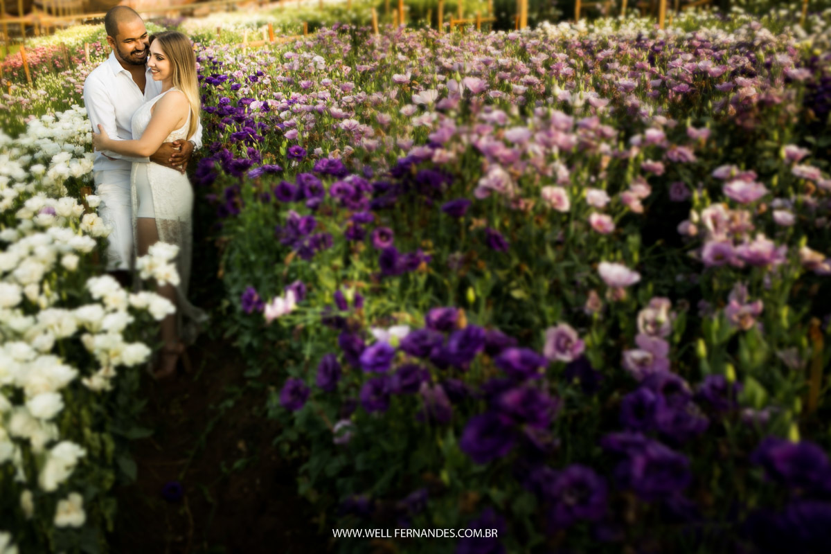 pre wedding em holambra