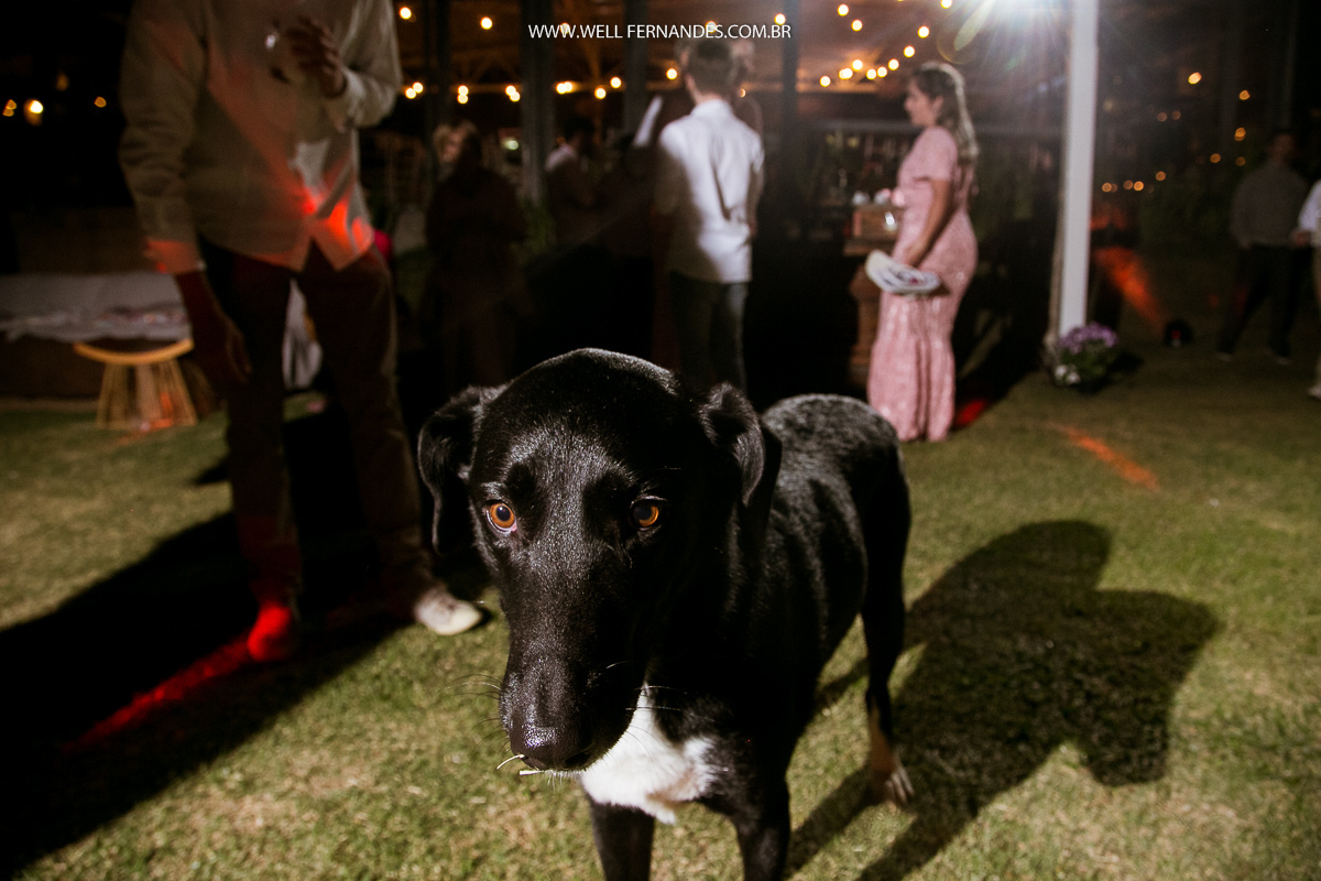 cachorro dos noivos brincando na festa do casamento