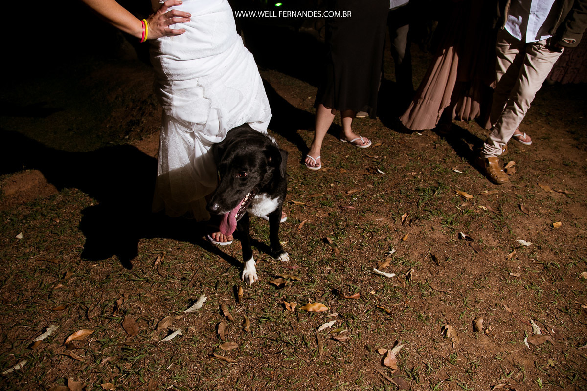 cachorro em baixo do vestido da noiva