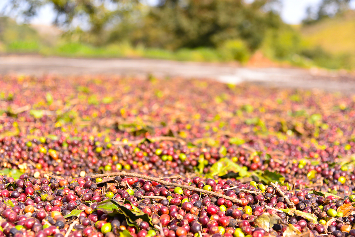 Cereja (fruta) do café