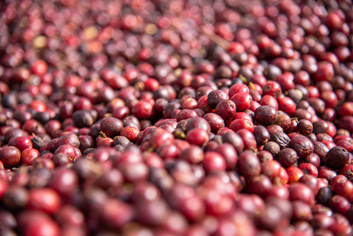 Café pronto para sua escolha