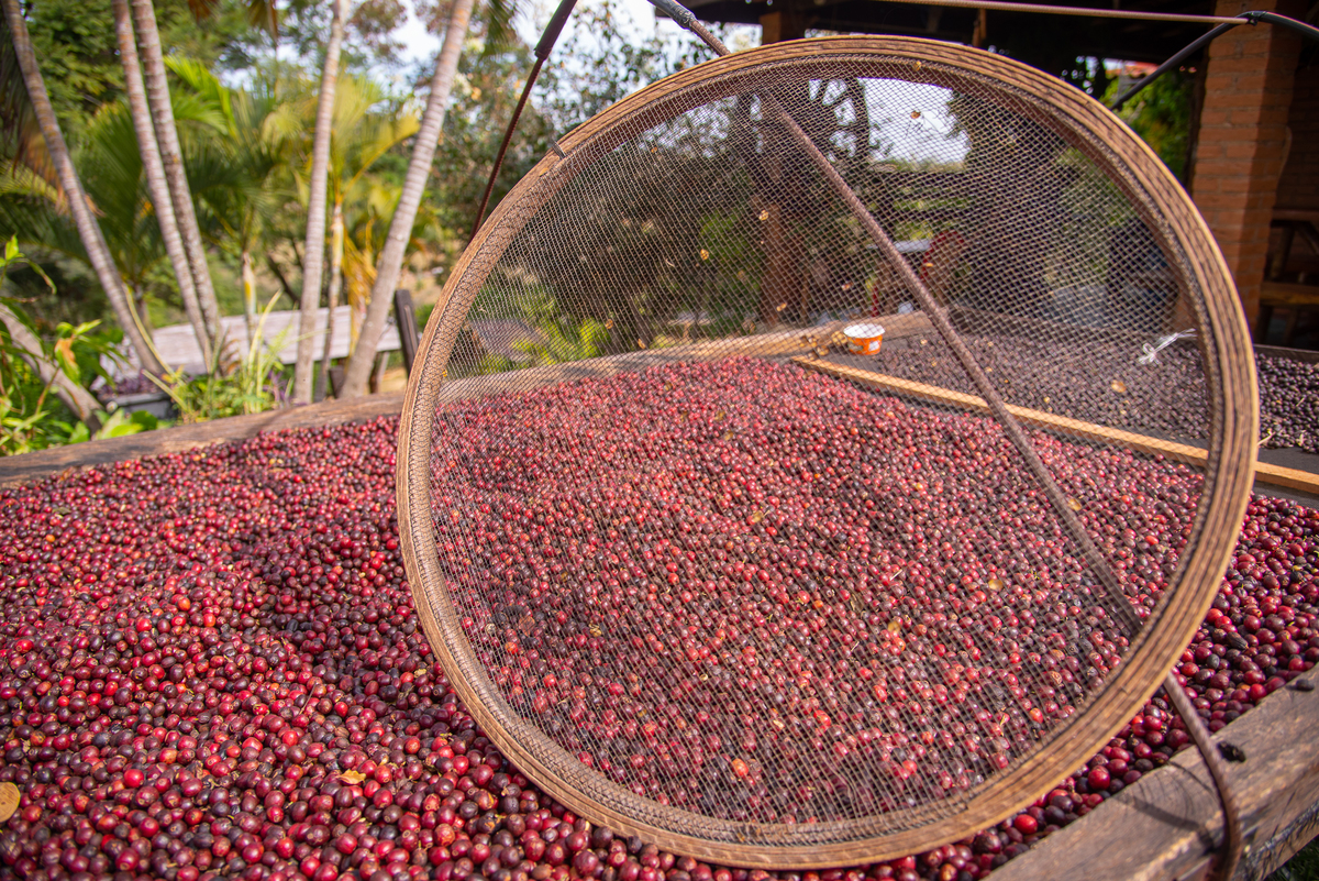 Café pronto para a escolha