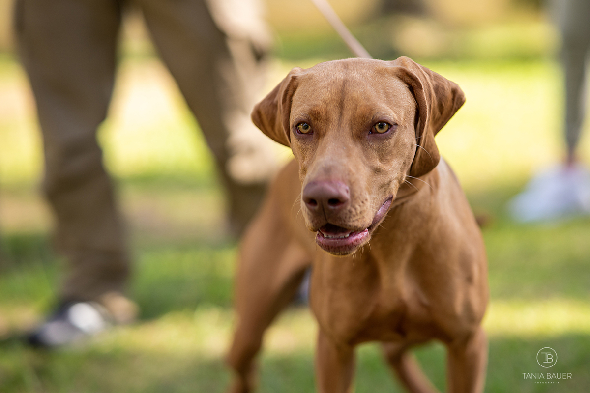 casamento, casamento de dia, casamento no campo, fotografia de casamento, tania bauer fotografia, tania bauer, fotografa de casamento, campo alegre, wedding day, wedding, casamento dos sonhos