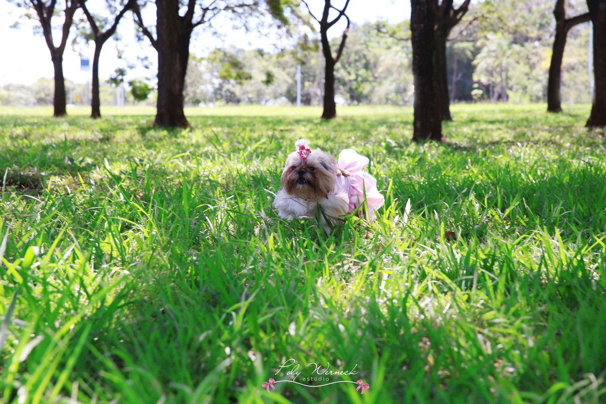 ENSAIO PET DE CACHORRO ANIMAL PET BRASÍLIA FOTOGRAFA DE PET GAMA AMO MEU PET AMO CACHORRO GATO  MELANCIA PETISCOS PIQUENIQUE FOTOGRAFIA BOOK ENSAIO DE CACHORRO IRMÃS PETICOS PET POLY WERNECK POLYANNA