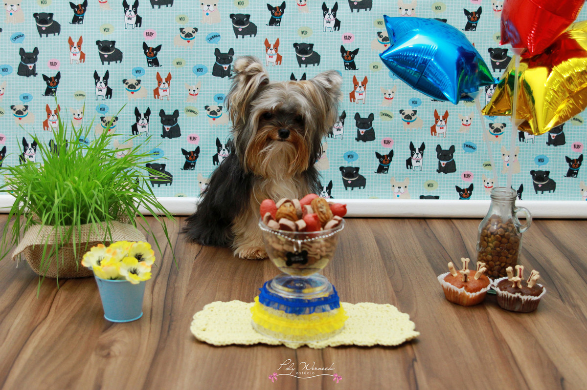 ENSAIO PET ENSAIO CANINO ESTÚDIO FOTOGRAFICO BRASÍLIA DF ENSAIO DE CACHORRO BOOK FOTOGRÁFICO BOOK PET POLY WERNECK FOTOGRAFA ESTUDIO FOTOGRÁFICO BRASILIA DF GAMA YORSHIRE YORK