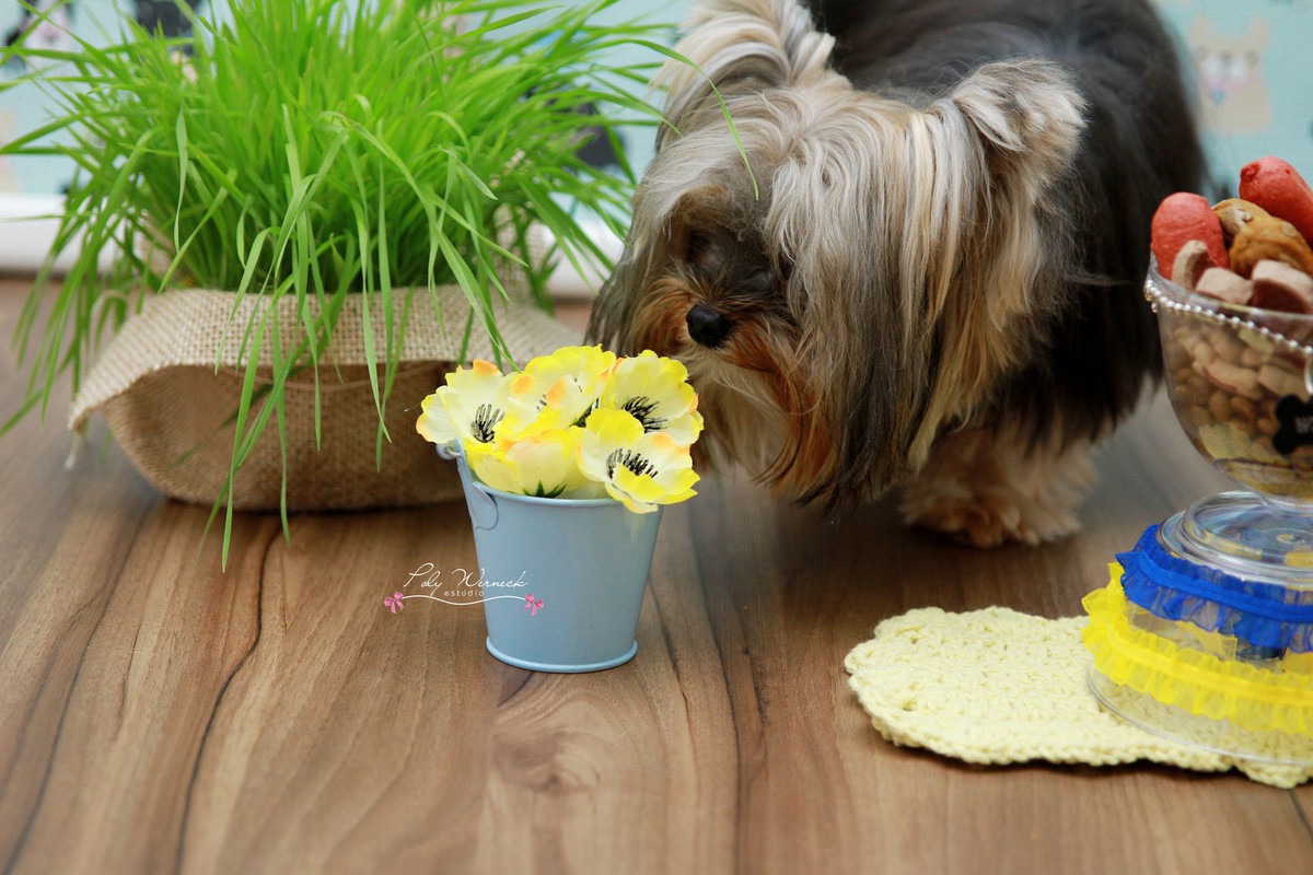ENSAIO PET ENSAIO CANINO ESTÚDIO FOTOGRAFICO BRASÍLIA DF ENSAIO DE CACHORRO BOOK FOTOGRÁFICO BOOK PET POLY WERNECK FOTOGRAFA ESTUDIO FOTOGRÁFICO BRASILIA DF GAMA YORSHIRE YORK
