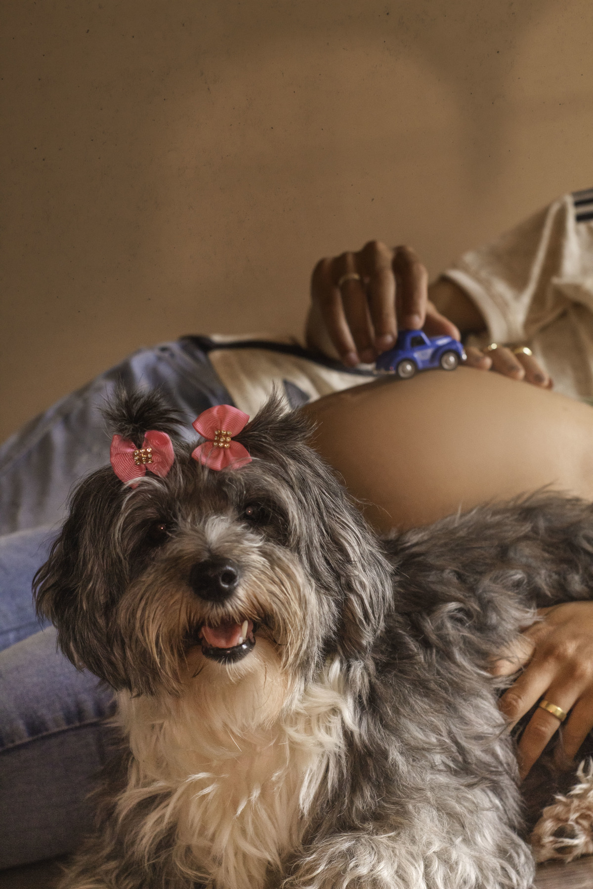 Liz, a poodle charmosa, roubando a cena com seu sorriso e elegância.