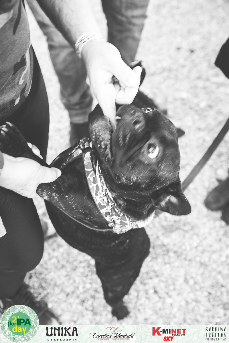 Fotos do evento que aconteceu em Florianópolis - Estacionamento do Burger Break - 2ª Edição FlorIPA Day - Sabrina Freitas Fotografias